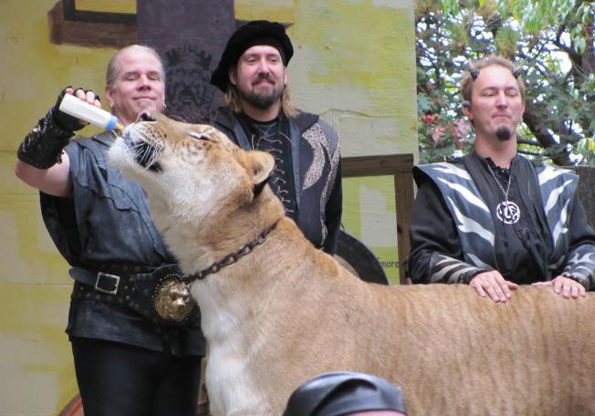 Hercules the liger triggers Animal Preservation at both local and International levels.