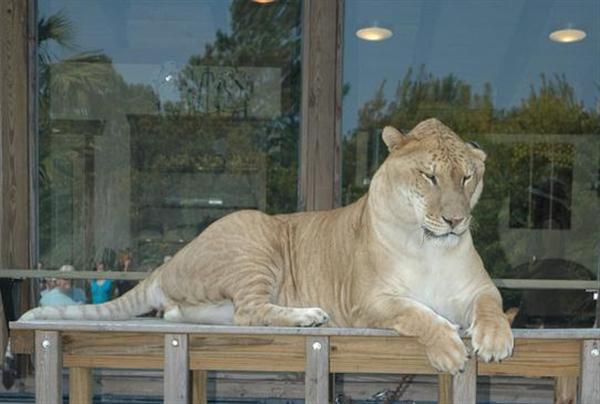 Normal length for a liger is between 11 to 12 feet. 