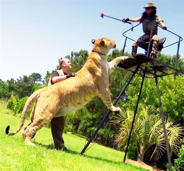 Liger Hercules is the largest meat consuming mammal living on planet earth.