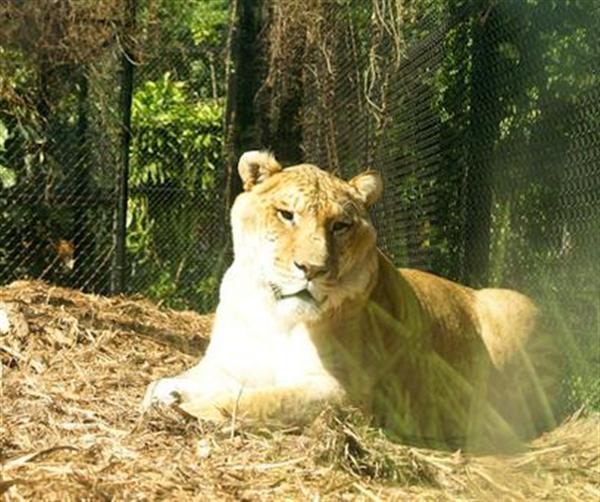 Hercules the liger has the fastest growth rate among carnivore mammals.