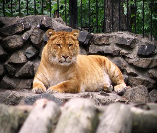 Liger Hercules has a faster growth rate as compared to the female ligers. Male ligers have a faster growth rate.