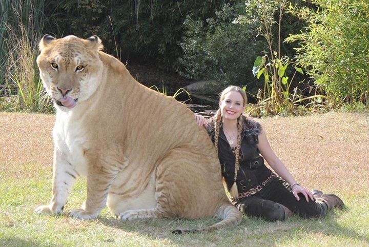 Hercules the liger holds many records apart from appearing within Guinness Book of World Records.