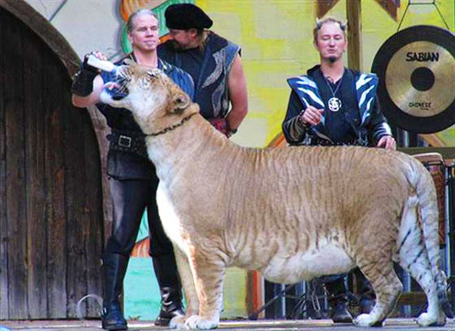 Liger Hercules is healthiest and fittest from its each and every appearance.