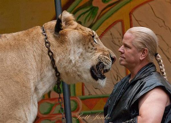 Liger Hercules has maintained a stable health. Hercules has lived normal throughout its life.