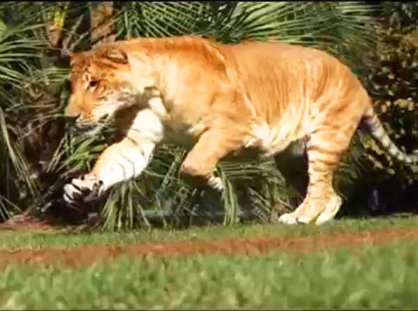Hercules the liger can jump 40 feet despite weighing 900 pounds.