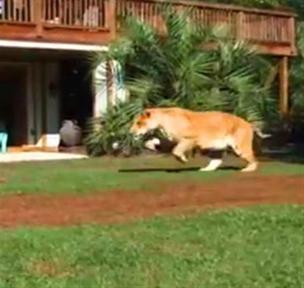 Liger Hercules Leaping Jump and massive force pressure.