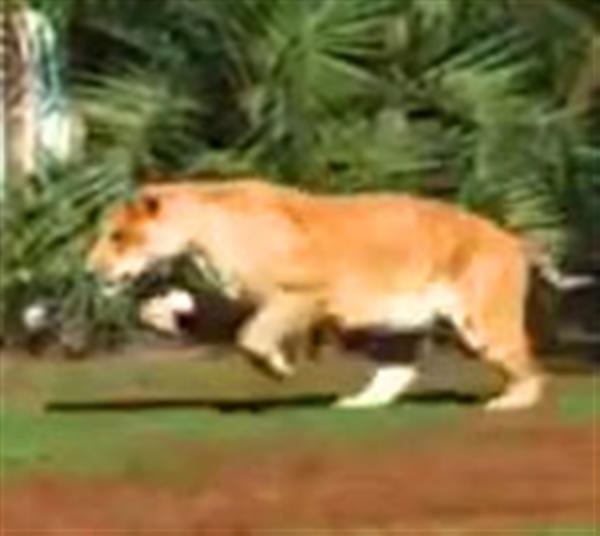 Liger Hercules jump is biggest among all the big cats. 