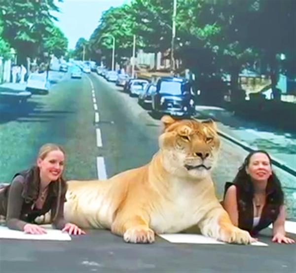 Liger Hercules visited Abbey Road in London. 