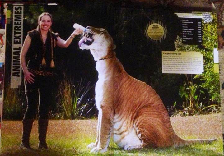 Hercules the liger with Moksha Bybee at Guinness Book of World Records.