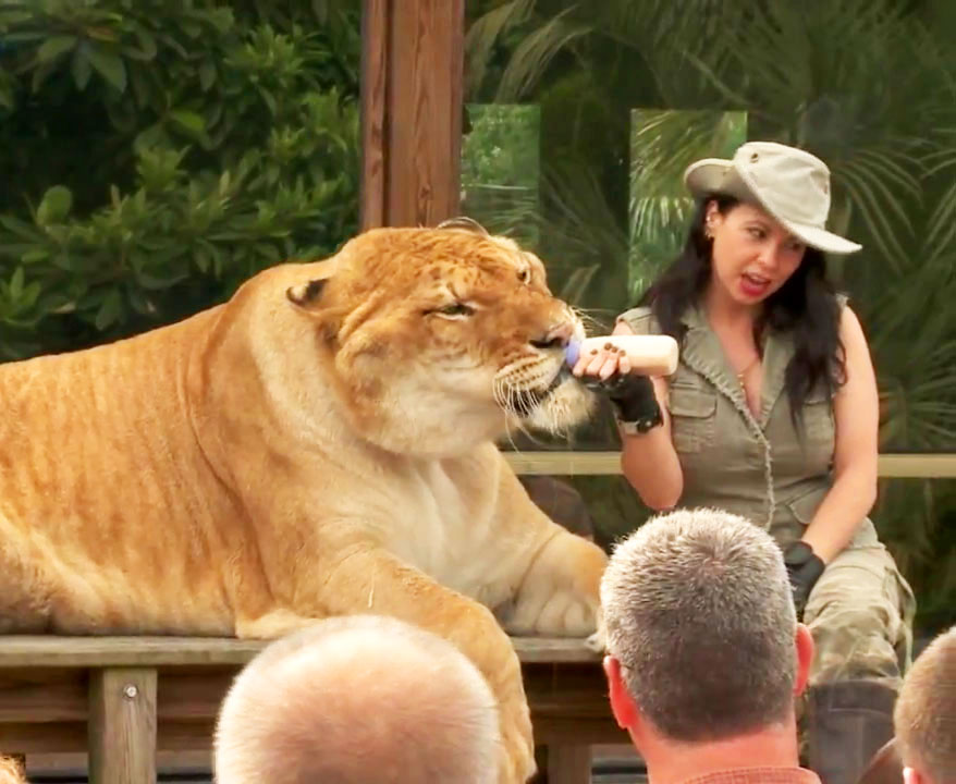 Rajani Ferrante Demonstrating Information about Hercules the liger.