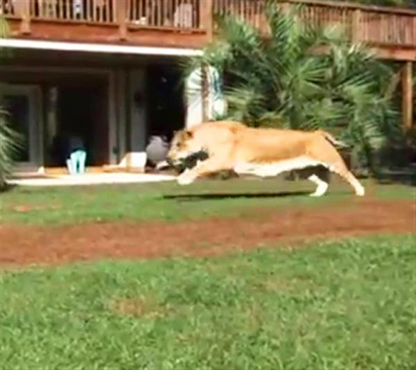 Long Legs and body structure of Hercules the liger allows him to gain 60 miles per hour speed.