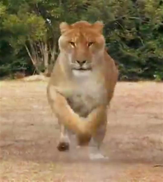 Hercules the liger running at 60 Miles per hour.