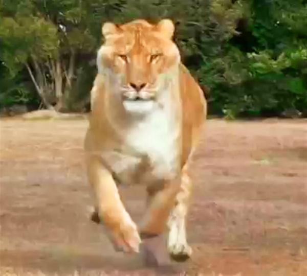 Liger Hercules maintains 60 miles per hour speed for only short bursts.