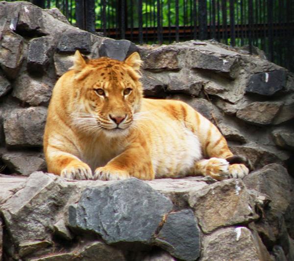 Female Ligers are not sterile. They successfully reproduce.