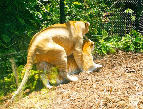 Liger Hercules mating with tabby tiger. Hercules the liger has a strong sexual urge.
