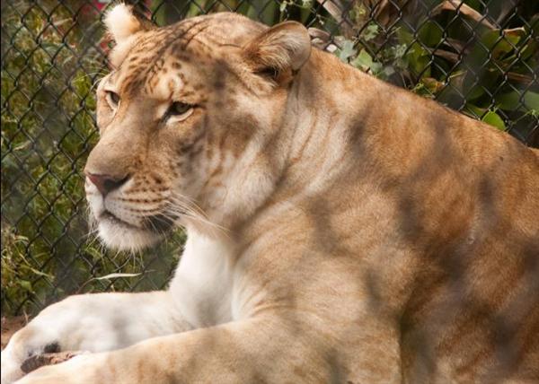 Hercules the liger is very peaceful and calm while traveling.
