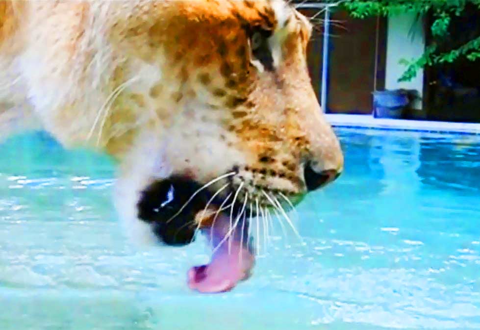 Hercules the Liger Drinking water.