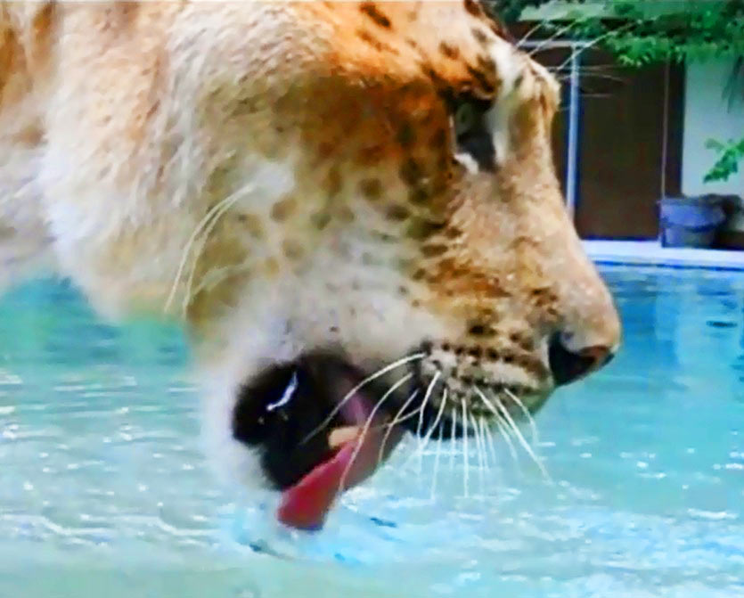 liger Hercules drinks 1 gallon of water per day.