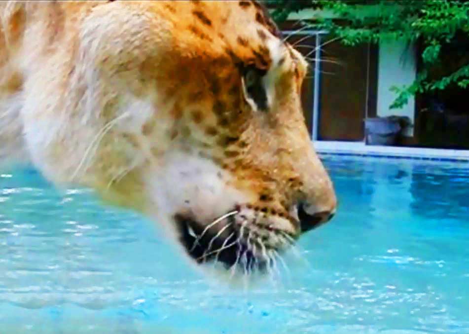 Liger Hercules has higher water consumption as compared to other big cats.