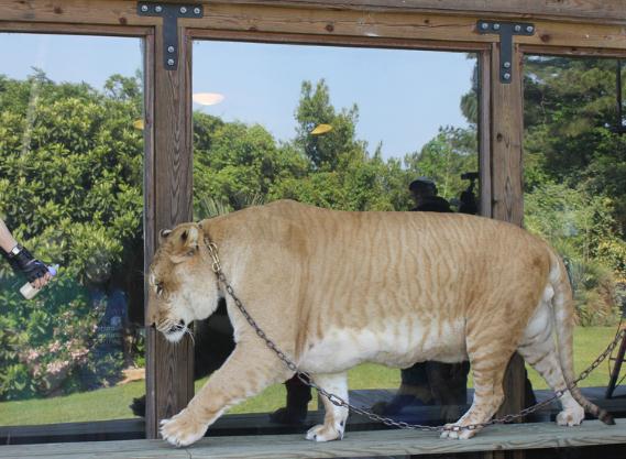Liger Hercules has greater water requirements as compared to other Big Cats.