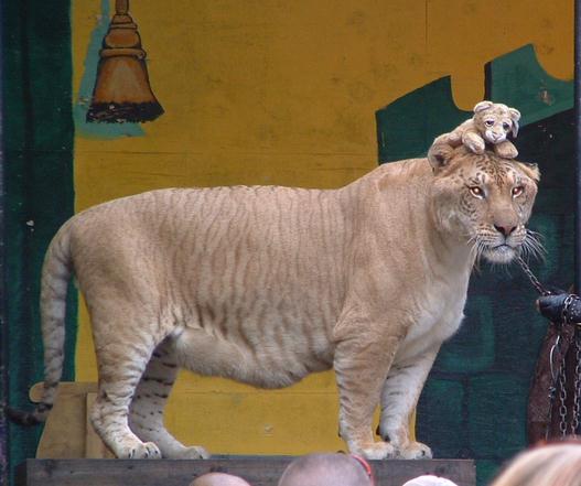 Hercules the liger weighs 922 Pounds.