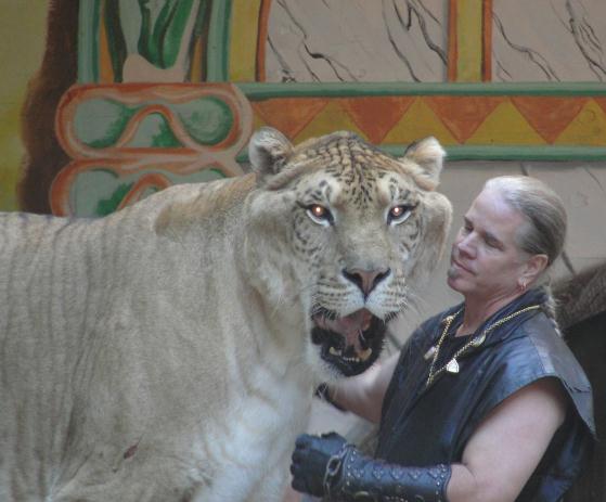 Liger Hercules heaveist weight record of more than 900 Pounds.